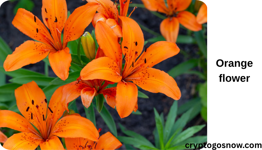 orange flower